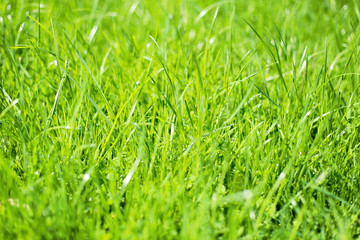 Green background texture