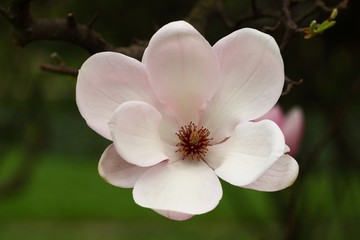 Magnolia flower