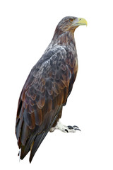 White-tailed  Eagle