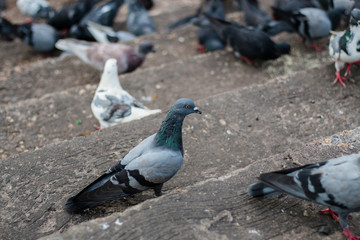 Obraz premium Pigeons waiting food at public park street,Thailand