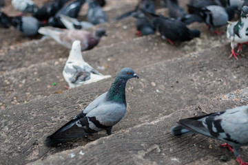 Pigeons waiting food at public park street,Thailand