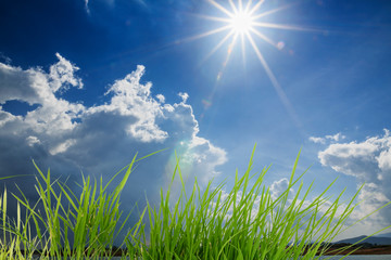 Green  grass with sunlight and blue sky clouds as beautiful background