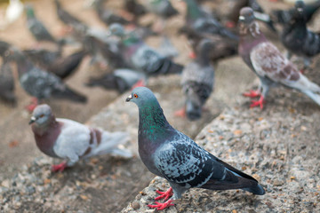 Obraz premium Pigeons waiting food at public park street,Thailand