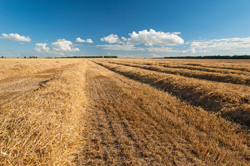 Fototapeta na wymiar harvesting in a wheat field