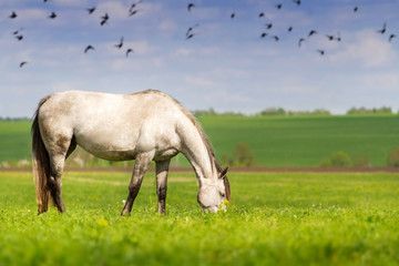 Obraz premium White mare grazing green grass on pasture against flock of birds