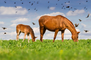 Red mare and cute colt grazing green grass on pasture against flock of birds