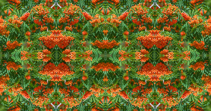 panorama  banner  rowan-tree lush bunches