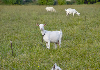 Fototapeta premium Goats grazing in the meadow