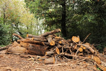 Pile of logs. Forest industry and construction raw material.