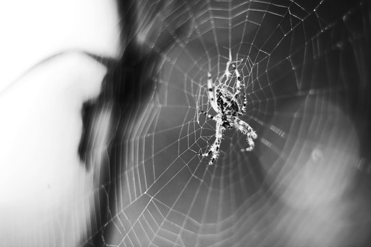 Spider on web. Spider weaves its web on wildflowers in meadow in morning. Black and white photo