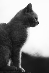 Silhouette of cat
