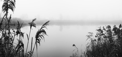 Reeds on river Bank. Misty autumn morning. Sad mood. Black and white photo