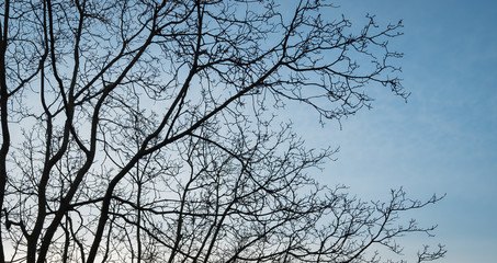 Silhouette tree with Sky