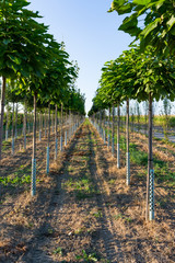 Trees in Rows Farming Depth Perspective Outdoors