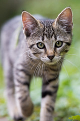 Getigertes Kätzchen