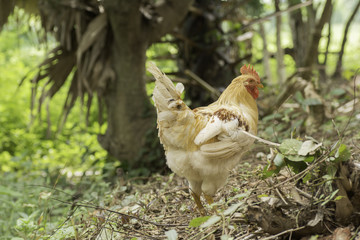 Rooster on a background blur