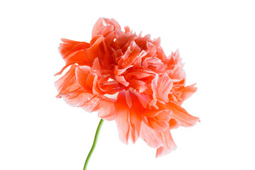 poppy flower isolated