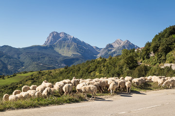 Sheep grazing in the Apennines ridge, Abruzzo, central Italy