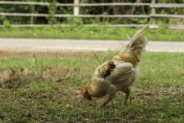 Rooster foraging on the ground
