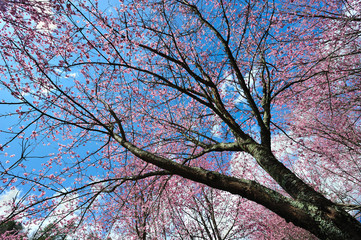 Obraz premium Taiwan Landscape