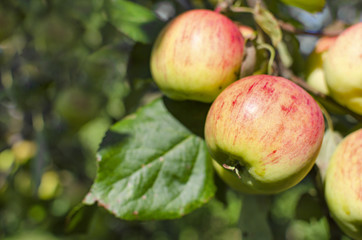 Red with yellow apples a on branch in garden.
