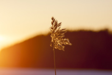 A lonely hay in the sunset. An image of a sea hay standing as a silhouette in the afternoon light. Image taken in Finland © Jne Valokuvaus