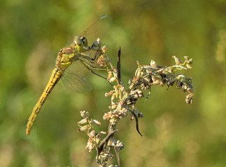 a dragonfly and flower Macro