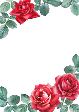 Watercolor illustrations of rose flowers. Perfect for greeting c