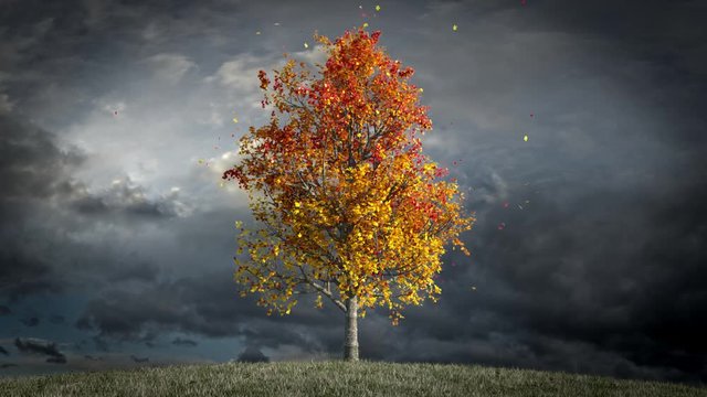 Autumn maple tree overcast sky