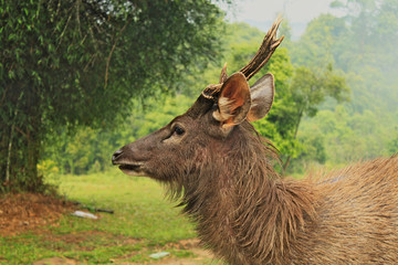 Head of wild dear in National Park in Thailand