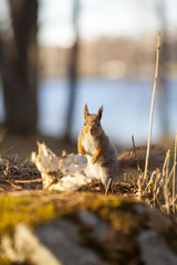Squirrel looking towards the camera.