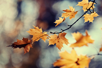 Branch of maple tree with autumn leaves. - obrazy, fototapety, plakaty
