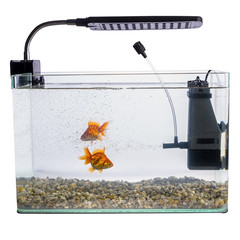 Goldfish in a daylight water tank (aquarium)