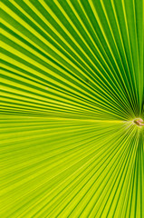 Obraz premium Palm leaf texture