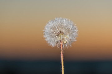 Одуванчик  в поле.