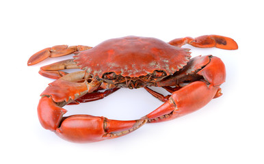 sea crab on white background