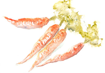 Carrot on white, watercolor vegetable painting concept