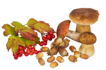 Gifts of autumn forest: mushrooms, nuts, berries viburnum on a white background isolated