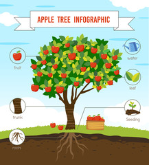 Apple tree infographic vector
