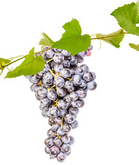 grappe de raisin recouverte de sa pruine naturelle, fond blanc  © Unclesam