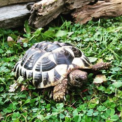 Tortue d'Hermann dans son trèfle