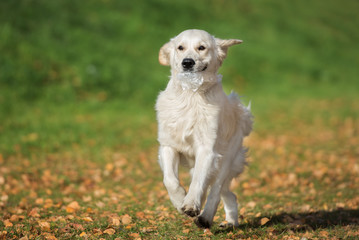 happy golden retriever dog running outdoors with a cellophane bag in her mouth