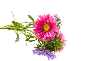 Beautiful flower aster