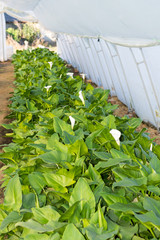 White calla flowers in the greenhouse
