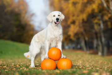 golden retriever dog posing with pumpkins in autumn