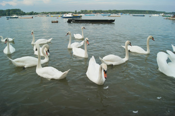 white swans in the river