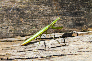 Praying mantis (Mantis religiosa)