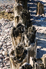 Old and partially rotted wooden breakwaters