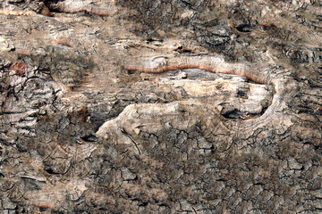 Тexture of tree bark background