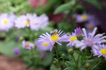 Obraz premium purple flower with bee in nature background